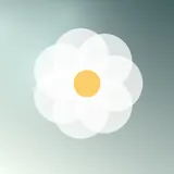 白色雏菊，花朵头像图片